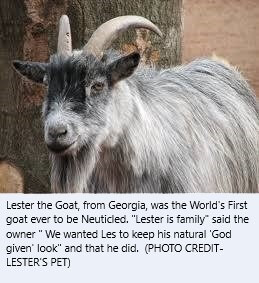 Lester the Goat